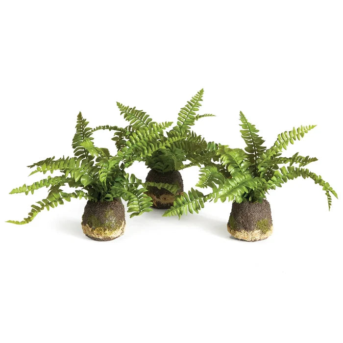 Boston Fern Drop-Ins