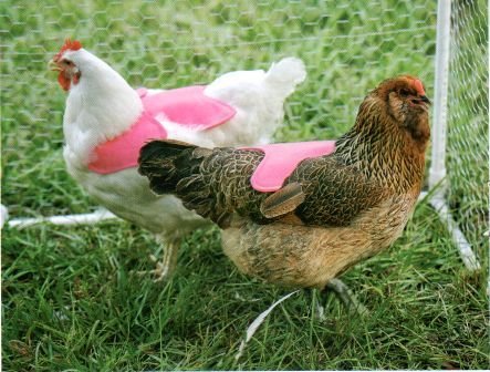 CLEARANCE SALE Hen Saver Hen Apron/Saddle (Old-style)