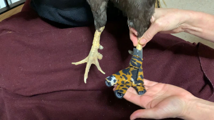 Replacement Leg Bands for Birdy Booties (Pair)