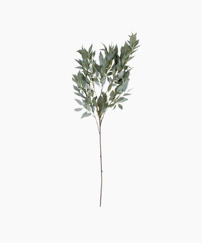A single branch with clusters of elongated green eucalyptus leaves on a thin brown stem, isolated against a plain white background. | SW Home
