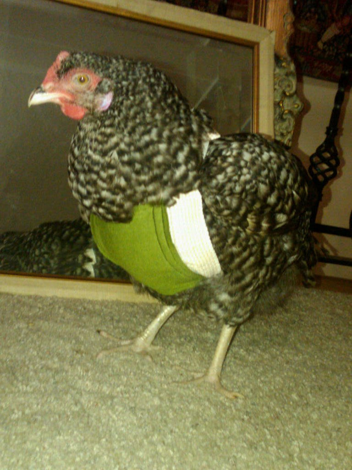 Birdy Bra crop bra (chicken crop bra/crop bra for chickens)