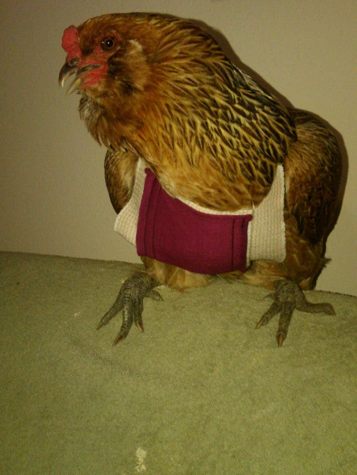 Birdy Bra crop bra (chicken crop bra/crop bra for chickens)