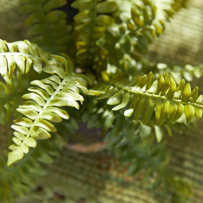 Boston Fern Drop-Ins