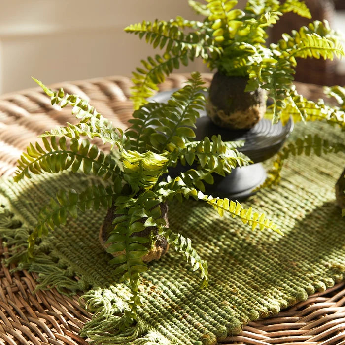 Boston Fern Drop-Ins