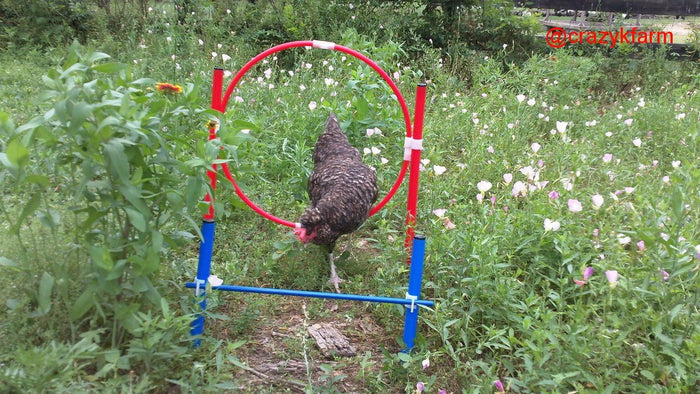 Chicken Gyms
