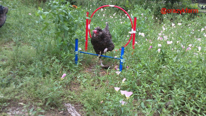 Chicken Gyms