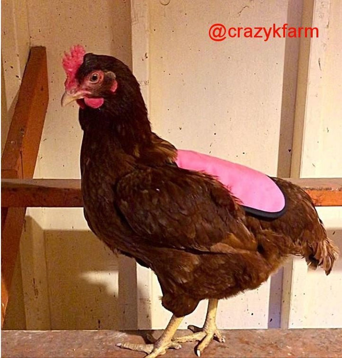 CLEARANCE SALE Hen Saver Hen Apron/Saddle (Old-style)