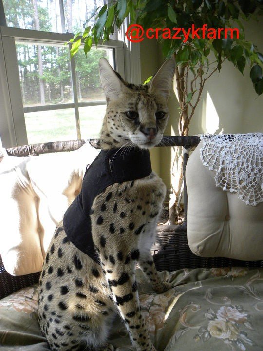 Custom Kitty Holster Serval Harness (Made in USA) Leopard