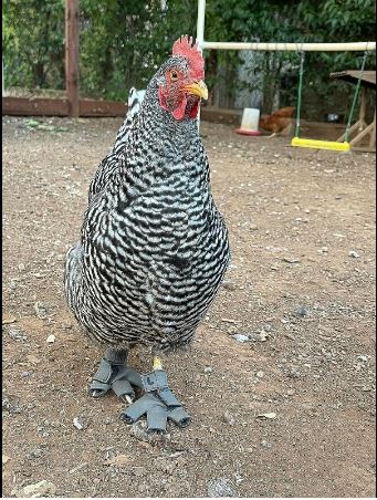 Custom-made Birdy Bootie (chicken shoes and duck booties for bumblefoot) Gray