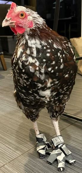 Custom-made Birdy Bootie (chicken shoes and duck booties for bumblefoot) Gray Camouflage