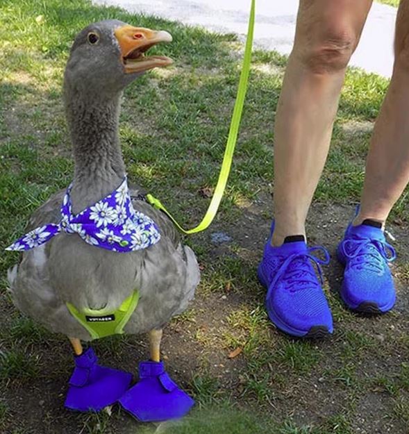 Custom-made Birdy Bootie (chicken shoes and duck booties for bumblefoot) Royal Blue