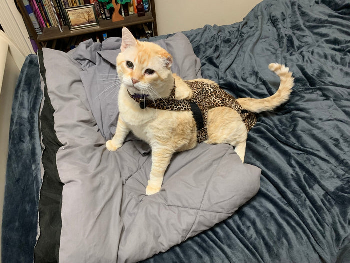 Diapurr Cat Diaper