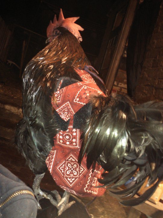 Hen Holster Bird Diaper/Harness (chicken diaper, duck diaper, pigeon diaper with Removable Vinyl Liner)