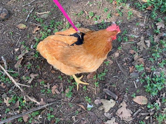 Hen Saver Chicken Harness (Chicken and Duck Harness without Diaper)