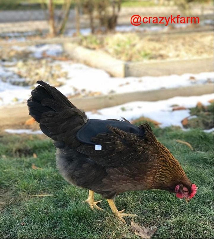 Chicken wearing a Hen Saver Apron/Saddle from Crazy K Farm: Protect your hens from roosters! #henapron #hensaddle #chicken