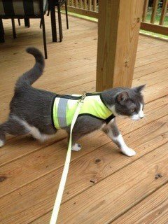 Kitty Holster Custom Cat Harness (Reflective Safety Vest)