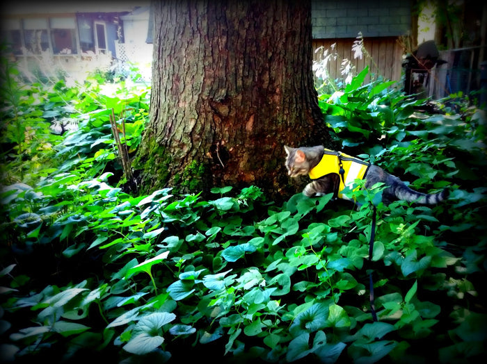 Kitty Holster Custom Cat Harness (Reflective Safety Vest)