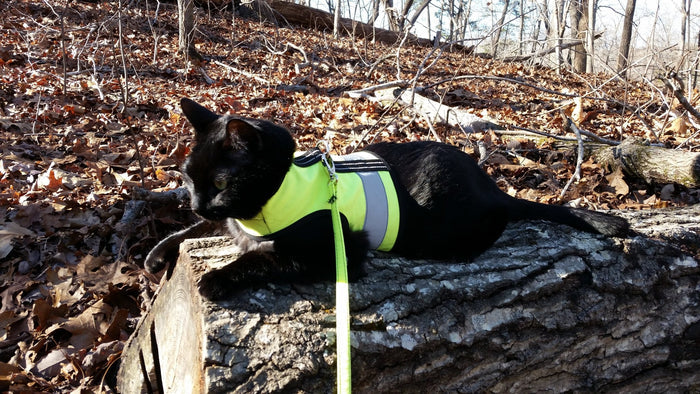 Kitty Holster Custom Cat Harness (Reflective Safety Vest) Sunshine Yellow Small Medium