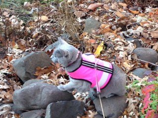 Cat safety vest: Custom kitty holster reflective vest for outdoor cat on rocks. #CrazyKFarm