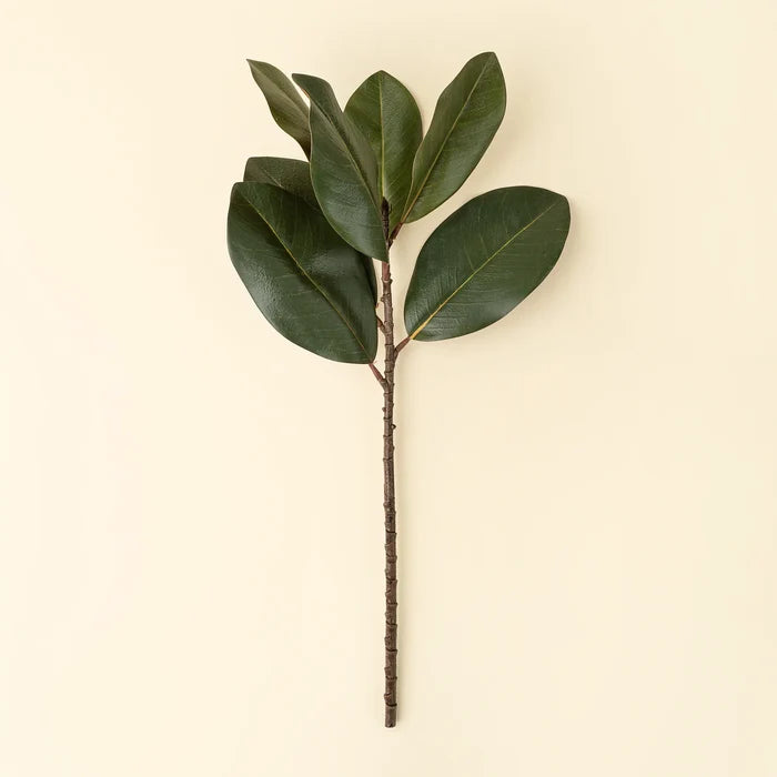 Magnolia Leaf Branch
