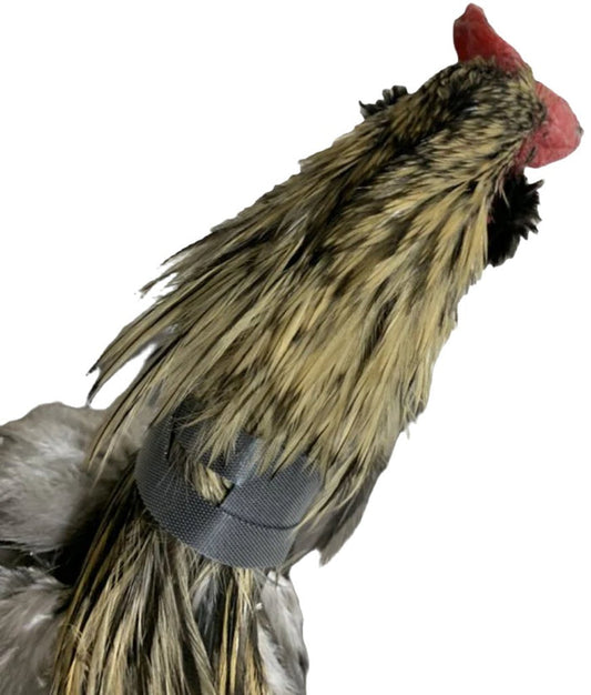 Rooster Saver Volume-Reducing Crow Collar (Made in USA)